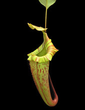 nepenthes veitchii x platychila (Small)