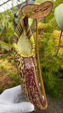 Nepenthes spectabilis Gng. Perkinson (medium)