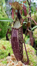 Nepenthes spectabilis Gng. Perkinson (medium)