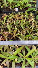 Nepenthes spectabilis Gng. Perkinson (medium)