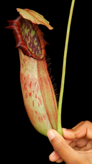 Nepenthes northiana (Medium)