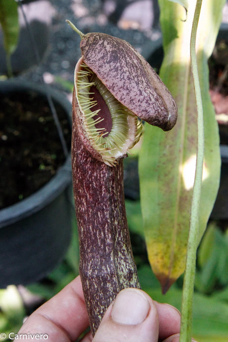 Nepenthes mirabilis var. echinostoma (Large)