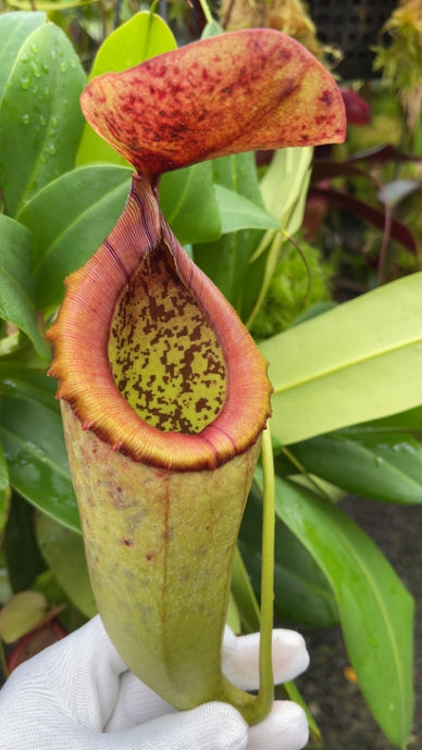 Nepenthes merrilliana X campulata (Large)