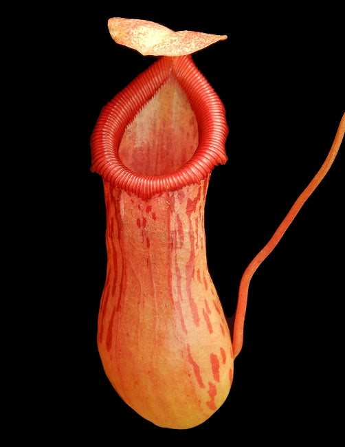 Nepenthes ventricosa X burkei (Small)