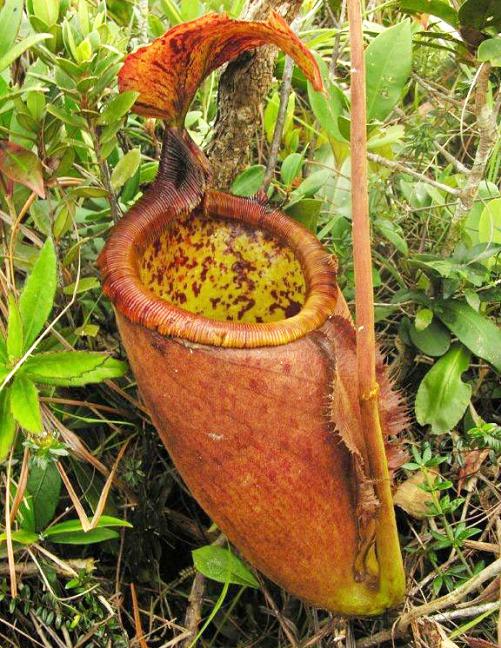 Nepenthes palawanensis (Small)