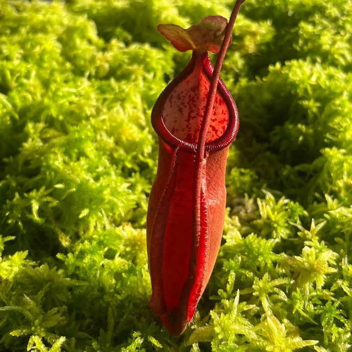 Nepenthes densiflora X mirabilis var. globosa (Large)