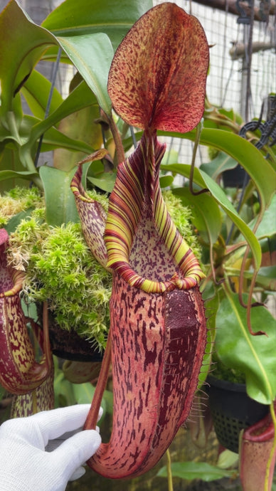 Nepenthes spectabilis X veitchii (Large)
