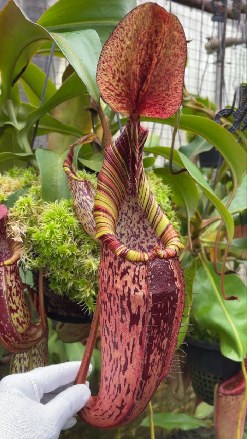 Nepenthes spectabilis x veitchii