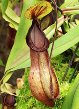 Nepenthes mirabilis var. globosa X hamata (Large)