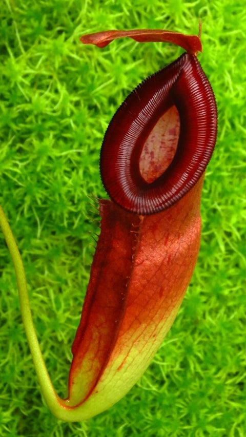 Nepenthes (ampullaria X mirabilis) X dubia (Large) – Jordan's Jungle