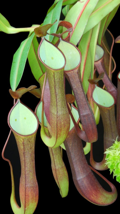 Nepenthes ramispina x reinwardtiana (Large)