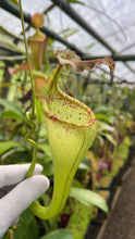 Nepenthes eymae (Small)