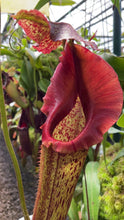 Nepenthes eymae (Small)