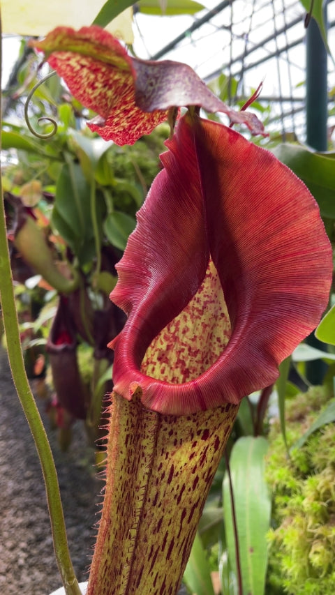 Nepenthes eymae (Medium) – Jordan's Jungle