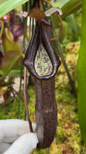 Nepenthes maxima X ramispina (Small)