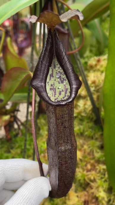Nepenthes maxima X ramispina (Small)