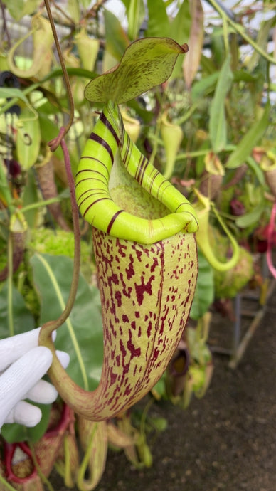 Nepenthes spectabisis X platychila (Large)