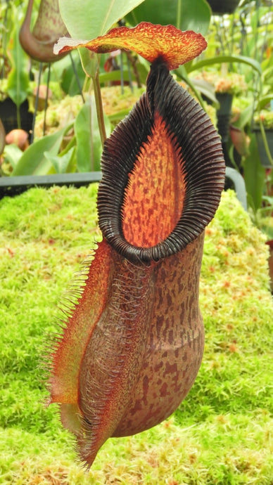 Nepenthes spathulata X hamata (Medium)