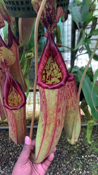 Nepenthes (veitchii X lowii) X samudera (Medium)