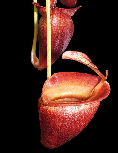 Nepenthes jacquelineae (Small)