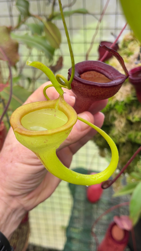 Nepenthes jamban (Small) – Jordan's Jungle