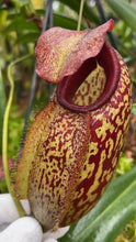Nepenthes merrilliana X artistolochoioides (Large)