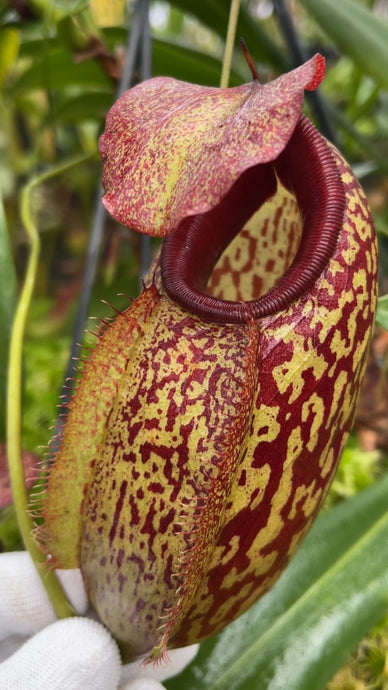 Nepenthes merrilliana X artistolochoioides (Large)