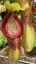 Nepenthes singalana X burkei (Medium)