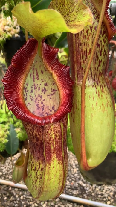 Nepenthes singalana X burkei (Medium)