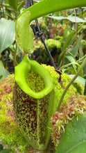 Nepenthes spathulata x ampullaria 'Burgundy Speckled'
