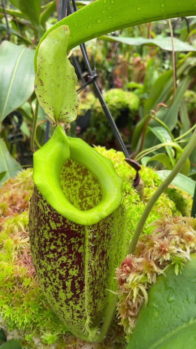 Nepenthes spathulata x ampullaria 'Burgundy Speckled'