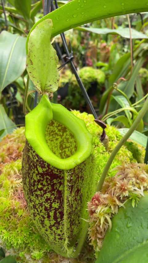 Nepenthes spathulata x ampullaria 'Burgundy Speckled'