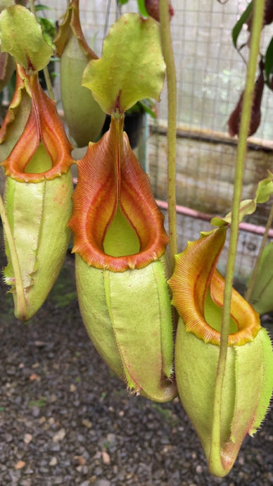 Nepenthes veitchii X mira (Large)