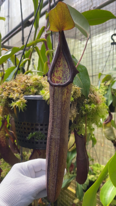 Nepenthes ramispina X robcantleyi (Large)
