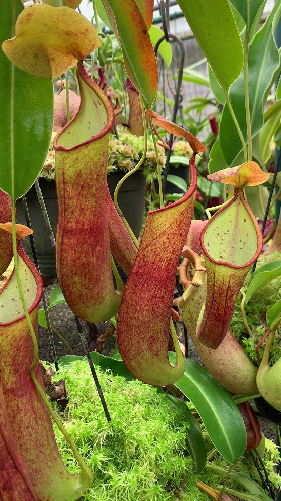 Nepenthes robcantleyi x reinwardtiana (Medium) – Jordan's Jungle