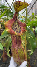 Nepenthes spathulata X (burbidgeae X edwardasiana) (Large)