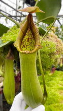 Nepenthes truncata (Medium)