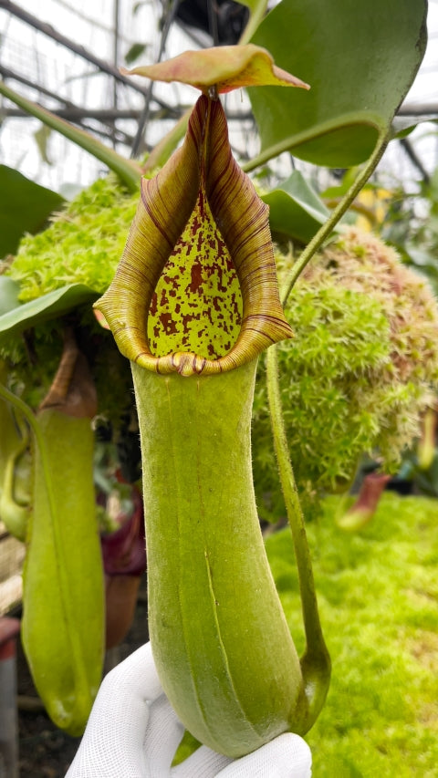 Nepenthes truncata (Medium)