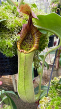 Nepenthes truncata (Medium)