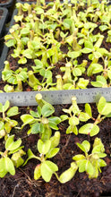 Nepenthes truncata (Medium)