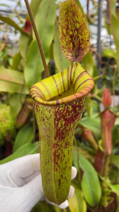 Nepenthes ampullaria X (veitchii X lowii) (Large)