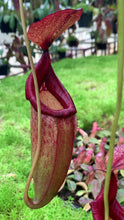Nepenthes petiolata X flava (Large)