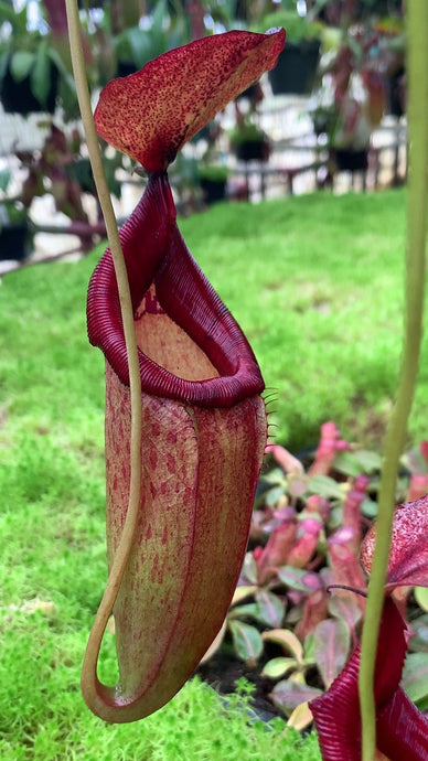 Nepenthes petiolata X flava (Large)