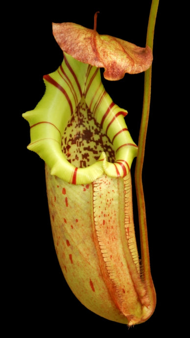 Nepenthes burbidgeae X robcantleyi (Large)