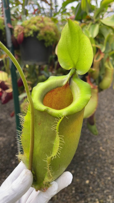 Nepenthes spathulata X ampullaria (Large)