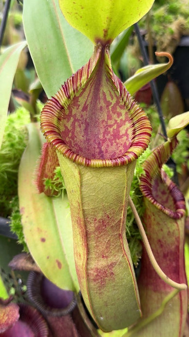 Nepenthes hamata (veitchii X lowii)(Large)