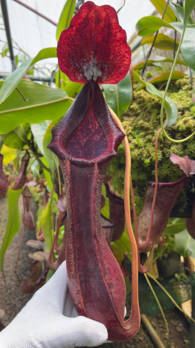 Nepenthes boschiana X lowii (Large)