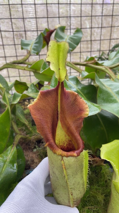 Nepenthes veitchii (Medium)