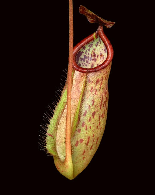 Nepenthes albomargiana X attenboroughii (small)