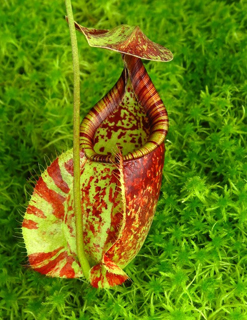 Nepenthes rafflesiana -brunei (Medium) – Jordan's Jungle